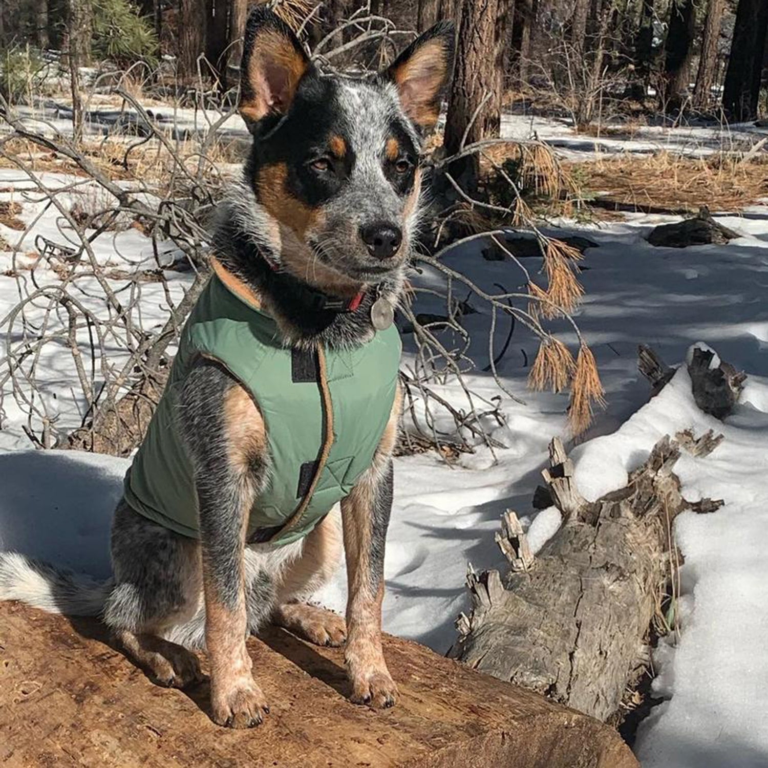 Gooby Sports Dog Vest - Green, Medium - Fleece Lined Dog Jacket Coat with D Ring Leash - Reflective Vest Small Dog Sweater, Hook and Loop Closure - Dog Clothes for Small Dogs Indoor and Outdoor Use