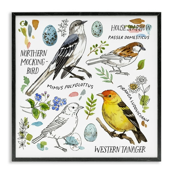 Stupell Industries Local Bird Diagram Animals Painting Black Framed Art Print Wall Art, 12 x 12