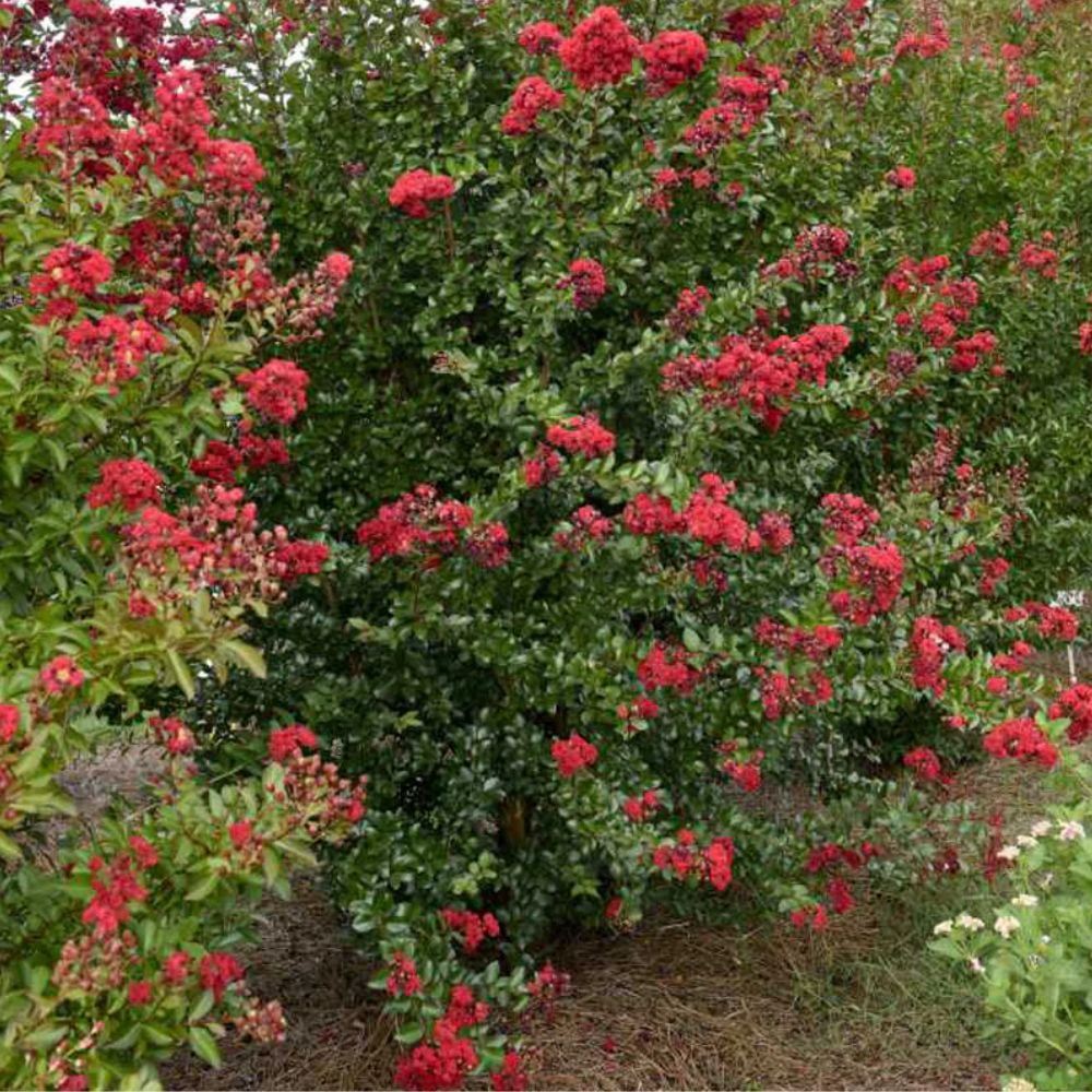 First Editions 3-4 ft tall Ruffled Red Magic Crape Myrtle Live Tree in 7-Gallon Grower Pot
