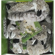 Crazy Critters Stuffing Free Dog Toy- Raccoon
