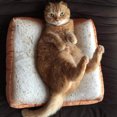 thumbnail image 4 of Flmtop Unique Toast Lavable Chat Chien Matelas Doux Chaud Tapis de Lit pour Animaux de Compagnie, 4 of 8