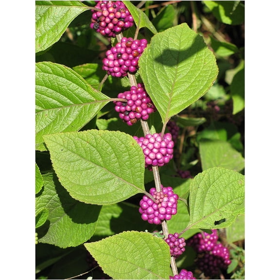 American Beautyberry | 20 Live Plants | Callicarpa Americana | Drought-Tolerant, Vibrant Purple Berries, Attracts Birds & Butterflies | Easy to Grow