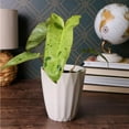 thumbnail image 3 of "Wild Interiors Live Indoor Plant 12"" Tall Fancy Philodendron Assorted 5"" Decorative Pot, 3 of 5
