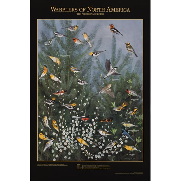 Warblers Of North America