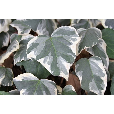 RedCrocus Algerian Marengo Variegated Ivy - Versatile Indoor & Outdoor Climbing Plant  1 Quart Pot (Pack of 4)