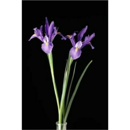 - Growing Irises for Beginners - eBook