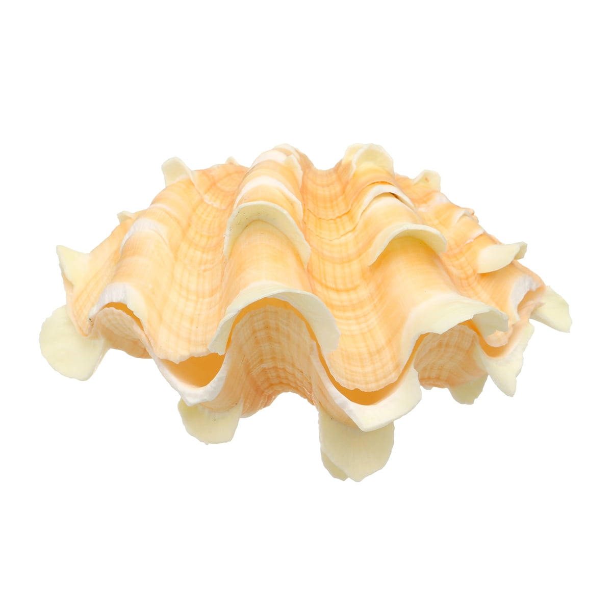 Natural Shell Clam Home Decor Giant Tridacna Conch Furnishing Marine Sea Shell 