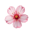 thumbnail image 6 of Vivid Cherry Blossom Stickers, Waterproof Cherry Blossom Sticker for Water Bottle Laptop Phone Cases Planner Skateboard Luggage Helmet Party Favor Decor, Ideal for Adults Teens Teacher Rewards, 6 of 9