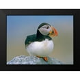 thumbnail image 2 of Fitzharris, Tim 24x19 Black Modern Framed Museum Art Print Titled - Atlantic Puffin III, 2 of 5