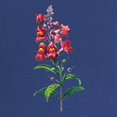 thumbnail image 2 of CafePress - Antirrhinum Or Snapdragons By Redoute Maternity Da - Maternity Dark T-Shirt, 2 of 3