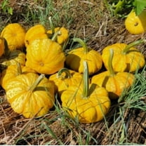 Sunrise Pumpkin Seeds for Planting (10 Seeds) - Exotic and Hard to Find Pumpkin, Squash and Gourd Seeds - Vegetable Garden Seeds