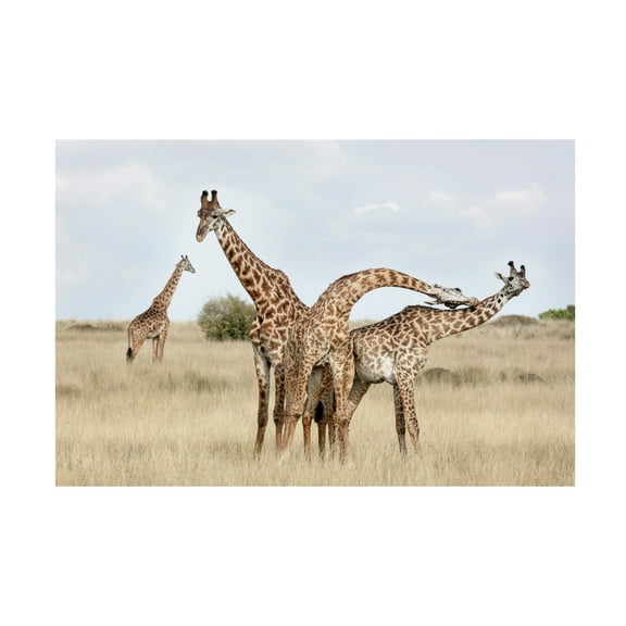 Linda D Lester 'Giraffes Necking' Canvas Art