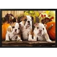 thumbnail image 2 of English Bulldogs and a Pumpkin, Framed Art Print Wall Art by Lilun Sold by Art.Com, 2 of 6