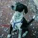 thumbnail image 5 of Correa para perros de entrenamiento de 19.7 pies de largo, correas para cachorros con mango de espuma para perros pequeños y medianos, correa roja, 5 of 6