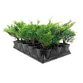 thumbnail image 2 of Juniper Calgary Carpet  15 Live 4 Inch Pots  Juniperus Sabina Monna  Evergreen Ground Cover Plants  Low-Maintenance Landscaping Shrub, 2 of 9