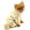 A078 Yellow M:!, variant on Clearance Sale! Dog Pajamas For Small Dog Cozy Pet Pyjamas With D Ring Soft Puppy Thermal Winter Fall Pullover Cat Chihuahua Yorkie Clothes Pet Clothes Birthday Gift 2026