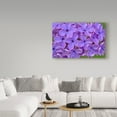 thumbnail image 3 of Trademark Fine Art 'Lilac Flower' Canvas Art by Cora Niele, 3 of 3