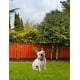 thumbnail image 2 of Collar Para Perro Estambul Grande Multicolor Pet It!, 2 of 3