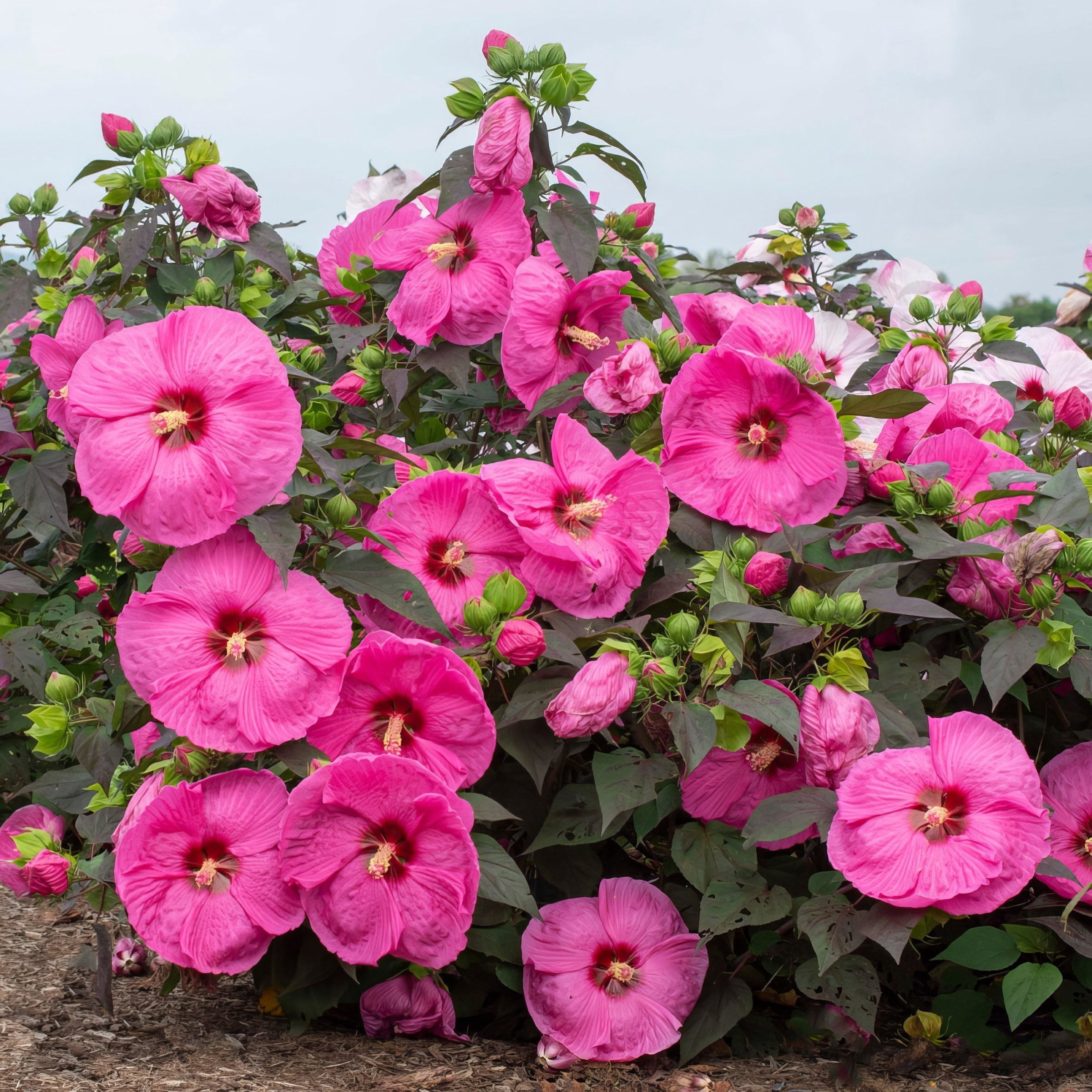 National Plant Network Bare Root Hibiscus Head Over Heels Passion (5-Pack)