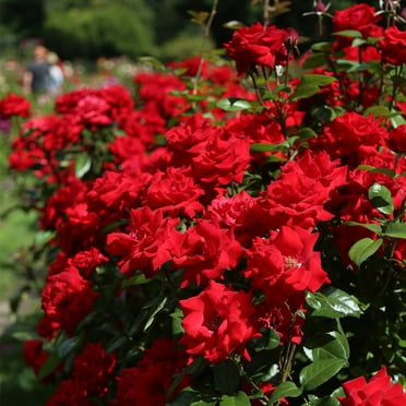 Heirloom Roses Live Rose Bush - Crimson Bouquet™ Grandiflora Red Rose Plant