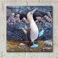 thumbnail image 4 of Epic Art 'Blue Footed Boobies' by Harro Maass, Acrylic Glass Wall Art, 12"x12", 4 of 8