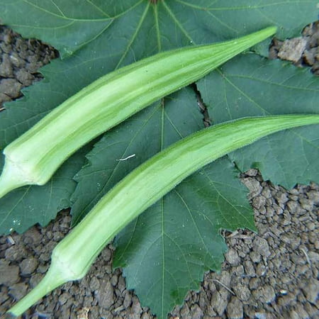 Cow s Horn Okra Seeds - 2 g ~35 Seeds - Heirloom Open Pollinated Non-GMO Farm & Vegetable Gardening Seeds