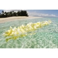 thumbnail image 2 of USA  Hawaii  Oahu  Plumeria Lei floating in crystal clear ocean; North Shore Poster Print, 2 of 2