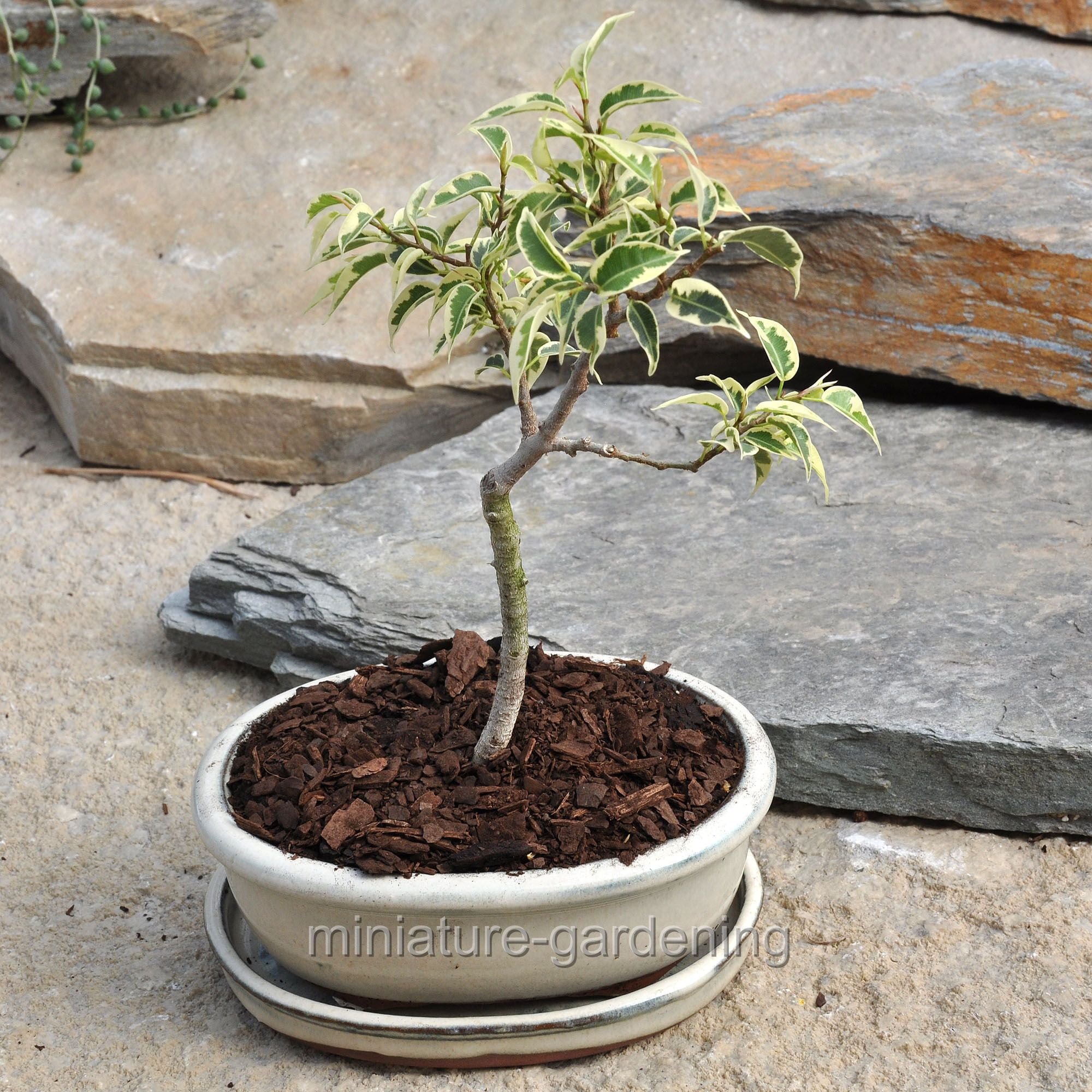 Ficus Benjamina Splendens Variegata Bonsai Tree In Ceramic Pot With Saucer Dwarf Variegated Weeping Fig Walmart Com Walmart Com