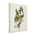 thumbnail image 2 of John James Audubon 'Black Poll Warbler' Canvas Art, 2 of 3