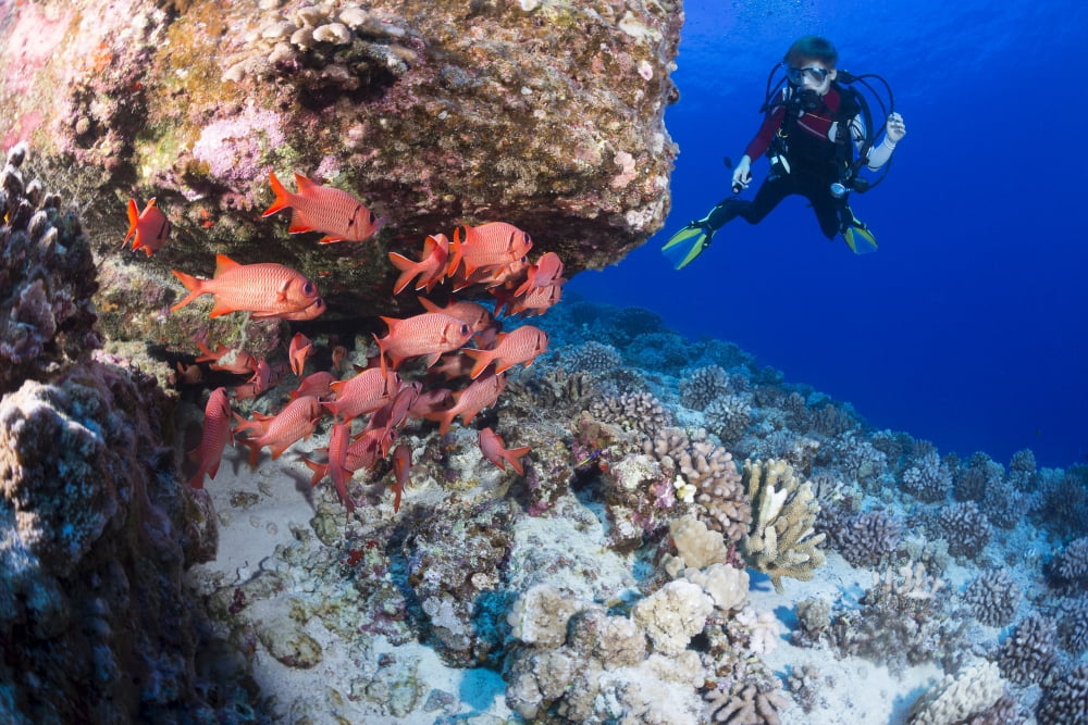 Twelve year old junior certified scuba diver and a school of shoulderbar soldierfish (Myripristis kuntee) at Molokini Marine Preserve Maui Hawaii United States of America Canvas Art - Dave Fleetham D