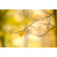 thumbnail image 3 of McLoughlin, James 24x17 Black Modern Framed Museum Art Print Titled - Forest Run I, 3 of 5