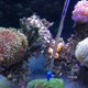 thumbnail image 1 of unbranded 2Ud Coral Feeder De Silicona Y Azul Para Alimentación Precisa En Acuarios, 1 of 8