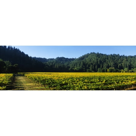 Vineyard Russian River Valley Sonoma California USA Canvas Art - Panoramic Images (27 x