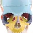 thumbnail image 3 of 1: 1 Modelo Anatómico de Cráneo con Cervical Desmontable Juguete Educativo para Estudiantes, 3 of 8