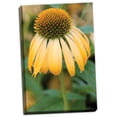 thumbnail image 2 of Gango Home Decor Echinacea V by Erin Berzel (Ready to Hang); One 24x36in Hand-Stretched Canvas, 2 of 4