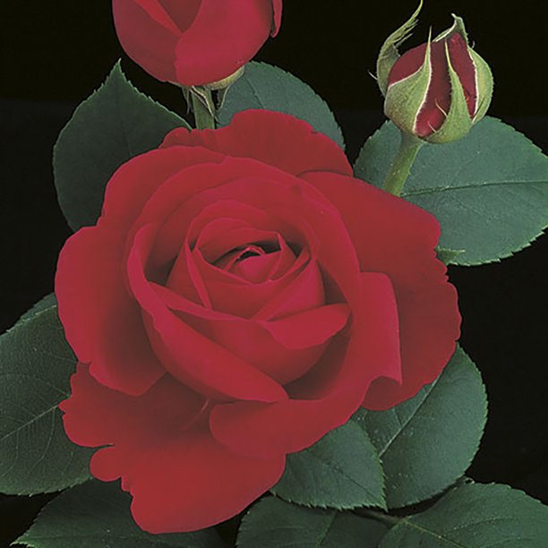 Love's Magic Hybrid Tea Rose Bush Velvet Red Bareroot