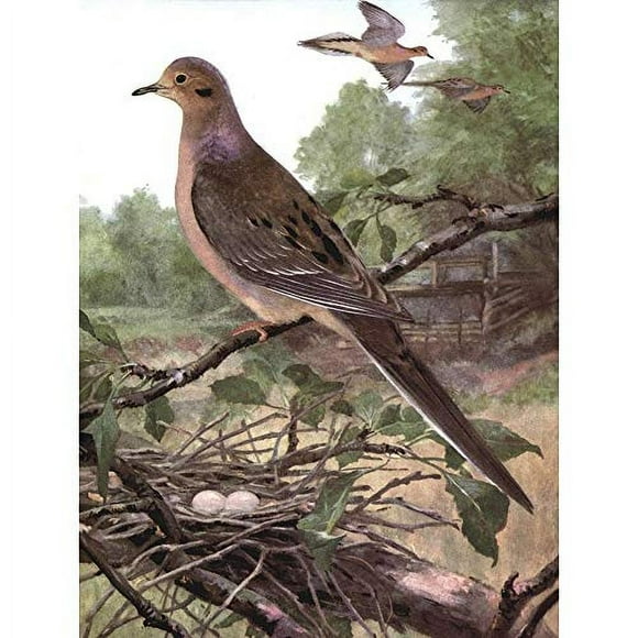 Wee Blue Coo Peinture Animale en Démangeaison Dove 1915 Oiseaux Hiver Horsfall Affiche d'Art Mural Non Encadrée Décoration Maison Premium