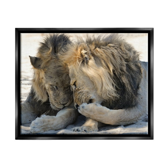Stupell Industries Wildlife Gossip Lions Animals & Insects Photography Black Floater Framed Canvas Art Print Wall Art, 21 x 17
