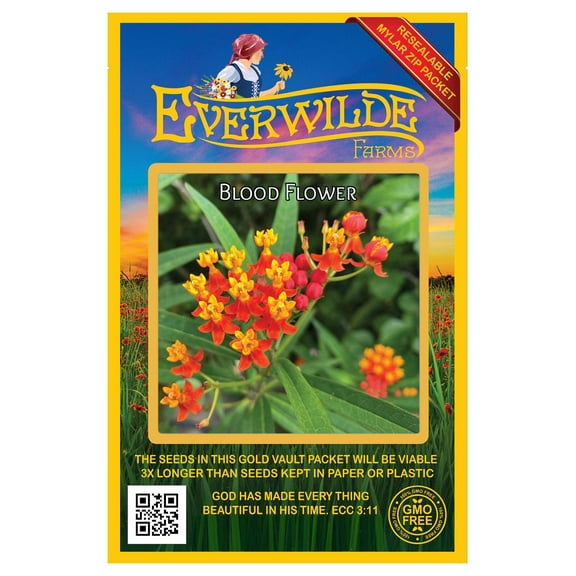 Everwilde Farms - 500 Blood Flower Garden Flower Seeds - Gold Vault Jumbo Bulk Seed Packet