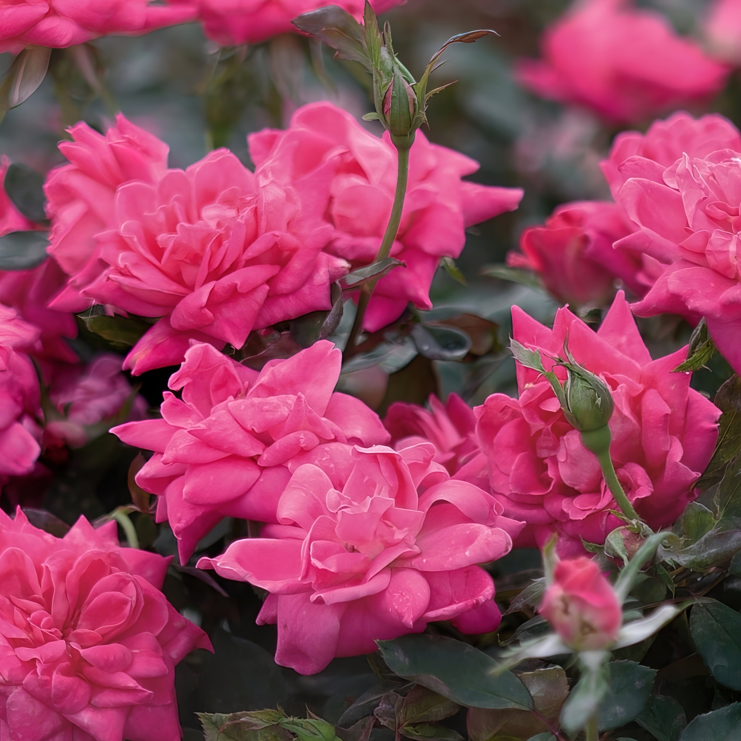 National Plant Network Bare Root Knock Out Rose Tree Double Pink