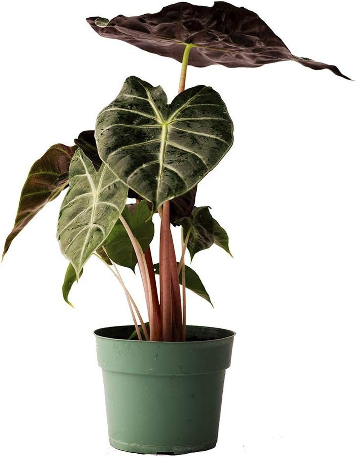 Morroco Alocasia - Live Plant in a 4 Inch Pot - Alocasia - Florist Quality Air Purifying Indoor Plant - Nature's Masterpiece in Your Home - image 3 of 5