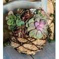 thumbnail image 2 of Succulent Kokedama Kit, 2 of 3