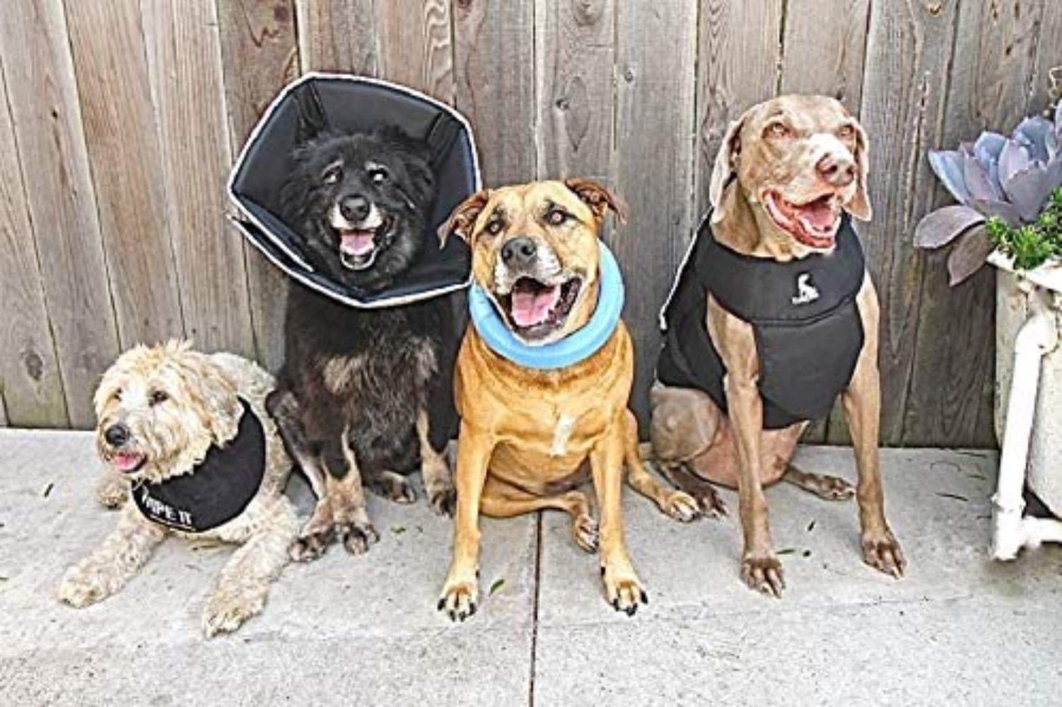 Comfy Cone The Original Soft Pet Recovery Collar with Removable Stays 