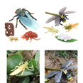 thumbnail image 3 of Cigarra y modelo de crecimiento del del animal, 3 of 9