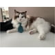 thumbnail image 4 of Piezas Mascotas Perro Gato Pajarita Disfraz de Mascota Corbata Formal Collar Ajustable para Gatos Perros Pequeños Cachorros Accesorios de Aseo (L), 4 of 4