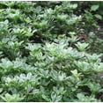thumbnail image 5 of Classy Groundcovers, Shady Variegated Deer Mix #2: 50 Variegated Japanese Spurge, 25 Variegated Greater (Large Leaf) Periwinkle, 25 Japanese Painted Fern, collection #2 of Variegat..., 5 of 10