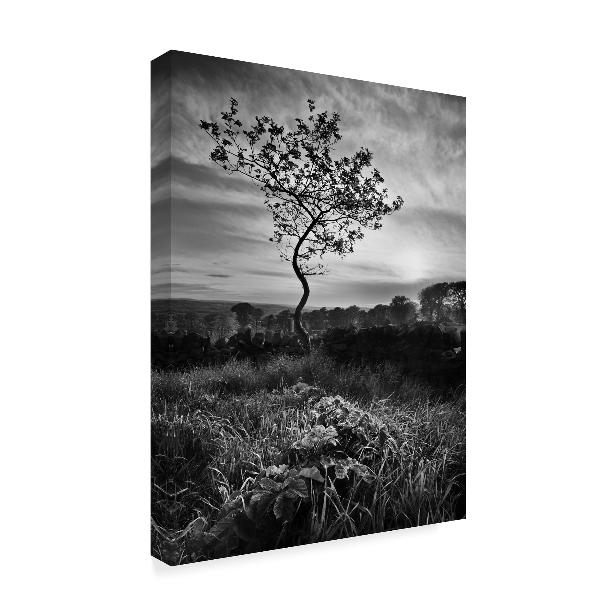 Trademark Fine Art 'Curved Tree' Canvas Art by Martin Henson