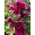 thumbnail image 2 of Queeny Purple Hollyhock - Alcea - Perennial - Very Dwarf - Quart Pot, 2 of 4