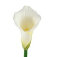 thumbnail image 3 of Pure Elegance White Mini Calla Bouquet - Fresh Cut Flowers - 26 Stems, 3 of 6
