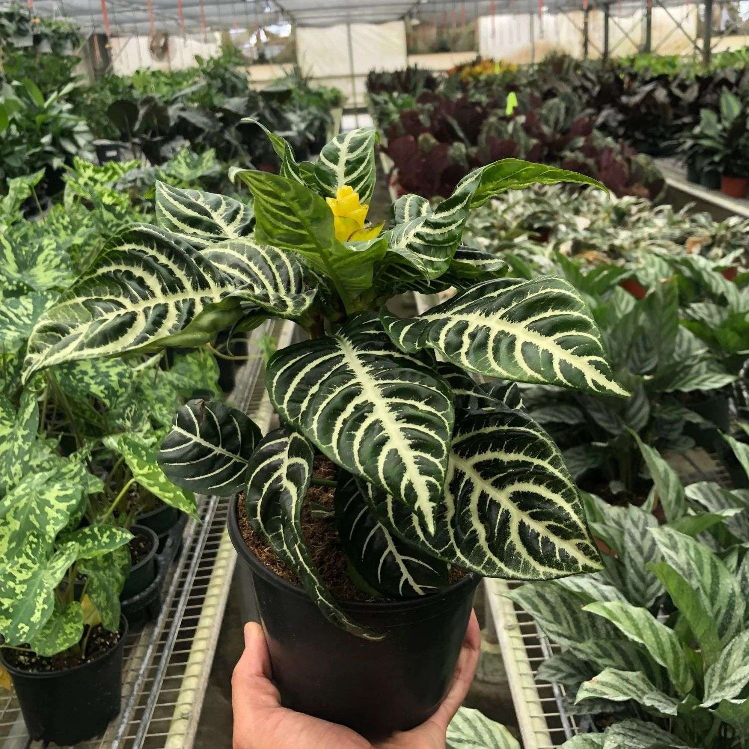 Zebra Aphelandra Live Plant for Indoor | Different Houseplants in 4'' & 6'' Pot | Real House Plant for Living Room, Office, Desk & Bathroom | Zebra plant | Aphelandra squarrosa